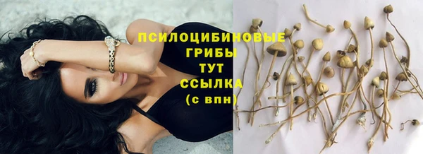 PSILOCYBIN Армянск